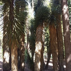 Diomedes's Botanical Garden