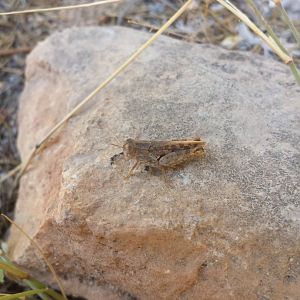 Diomedes's Botanical Garden