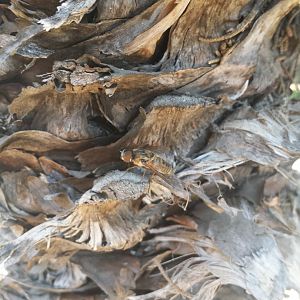 Diomedes's Botanical Garden