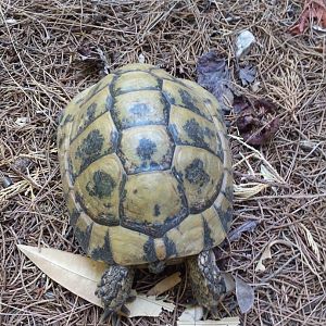 Diomedes's Botanical Garden