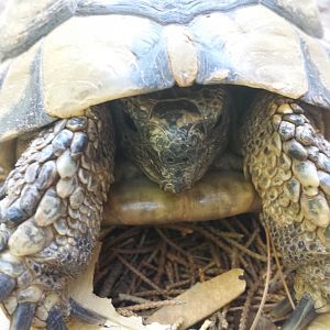 Diomedes's Botanical Garden
