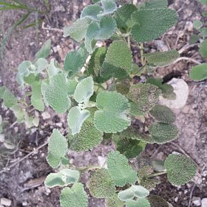 Diomedes's Botanical Garden