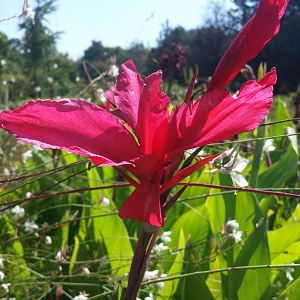 Diomedes's Botanical Garden