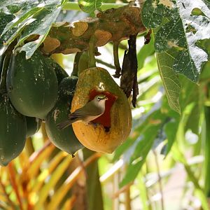 Christmas Island White-eye