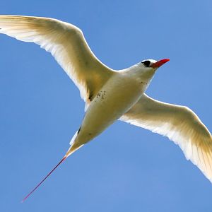 Red-tailed Tropicbird