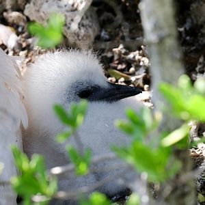 Red-tailed Tropicbird chick