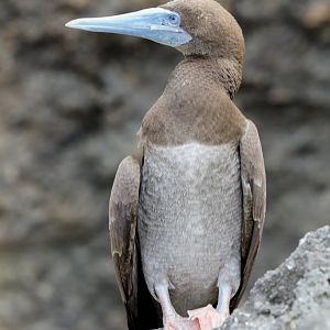 Brown Booby immature