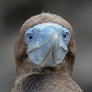 Brown Booby immature
