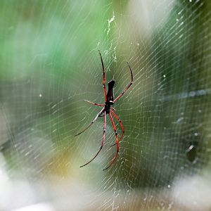 Red Nephila