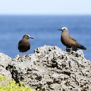 Common Noddy - juvenile and adult