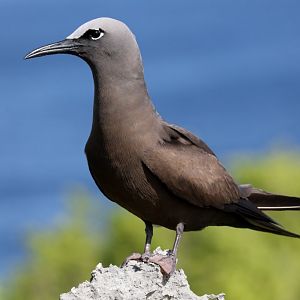 Common Noddy