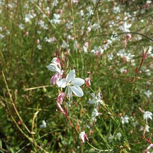 Diomedes's Botanical Garden