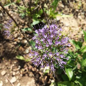 Diomedes's Botanical Garden