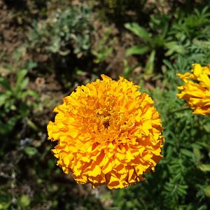 Diomedes's Botanical Garden