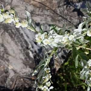 Diomedes's Botanical Garden