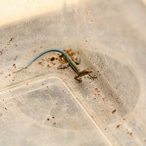 Christmas Island Blue-tailed Skink - newly hatched