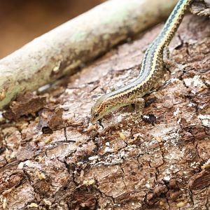 Christmas Island Blue-tailed Skink