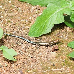 Christmas Island Blue-tailed Skink