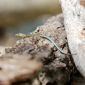 Christmas Island Blue-tailed Skink