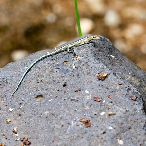 Christmas Island Blue-tailed Skink