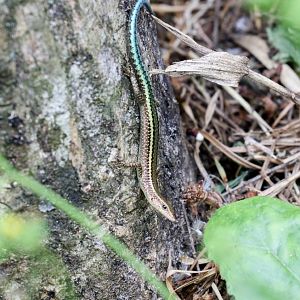 Christmas Island Blue-tailed Skink
