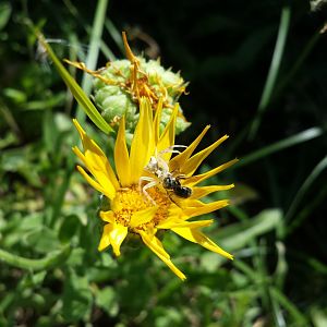Diomedes's Botanical Garden