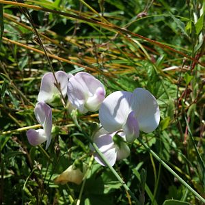 Diomedes's Botanical Garden