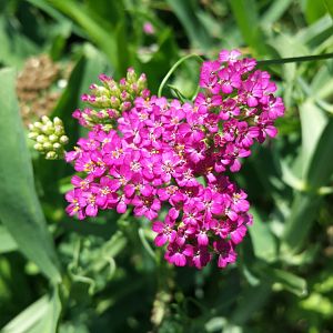 Diomedes's Botanical Garden