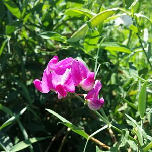 Diomedes's Botanical Garden