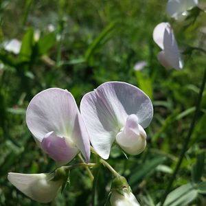 Diomedes's Botanical Garden