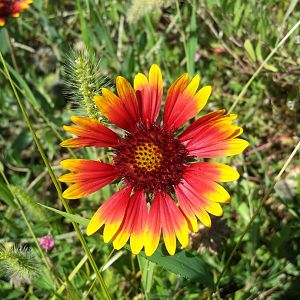 Diomedes's Botanical Garden