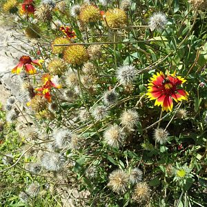 Diomedes's Botanical Garden
