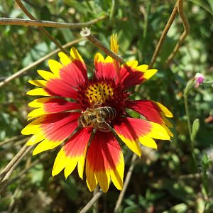 Diomedes's Botanical Garden