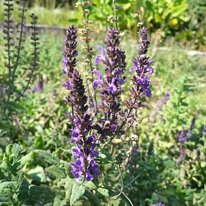 Diomedes's Botanical Garden