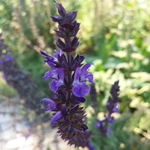 Diomedes's Botanical Garden