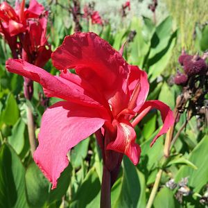 Diomedes's Botanical Garden