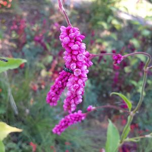 Diomedes's Botanical Garden