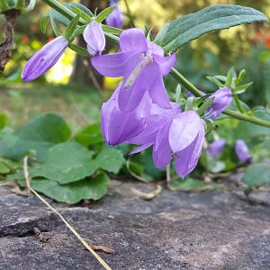 Diomedes's Botanical Garden