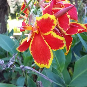 Diomedes's Botanical Garden