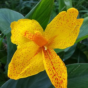 Diomedes's Botanical Garden