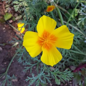 Diomedes's Botanical Garden