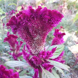 Diomedes's Botanical Garden