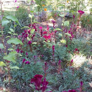 Diomedes's Botanical Garden