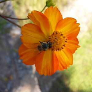 Diomedes's Botanical Garden