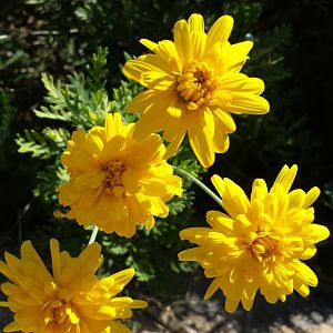 Diomedes's Botanical Garden