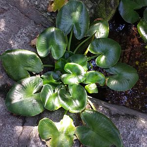 Diomedes's Botanical Garden