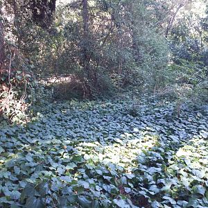 Diomedes's Botanical Garden