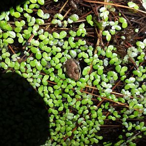 Diomedes's Botanical Garden