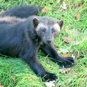 Wolverine; Whipsnade; 22nd September 2017