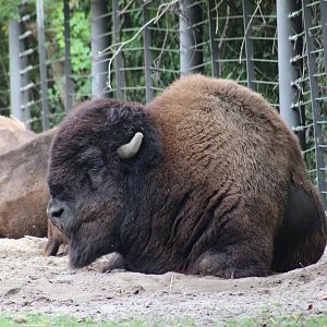 Plains Bison